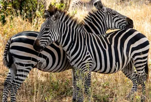 Two zebras grazing in the African savanna showcasing their striking stripes. jigsaw puzzle
