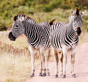 Two plains zebras walking on a dirt road in a natural savanna setting. jigsaw puzzle