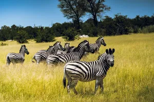 A herd of zebras peacefully grazing in the lush, green savannah under a clear blue sky. jigsaw puzzle