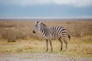 Zebra standing in the grasslands of Serengeti National Park, Tanzania. jigsaw puzzle