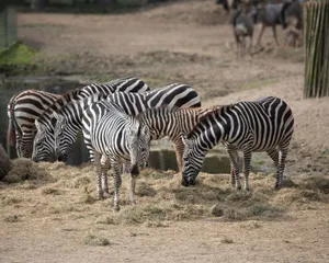 A herd of zebras standing and grazing on a dry field in a zoo setting, showcasing their striking black and white stripes. jigsaw puzzle
