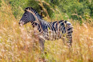 Zebra standing amid tall grass in the African savanna showcasing wildlife beauty. jigsaw puzzle