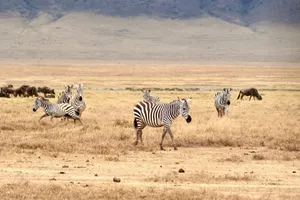 Zebras and wildebeest roam the grasslands of Arusha, Tanzania, showcasing vibrant wildlife. jigsaw puzzle