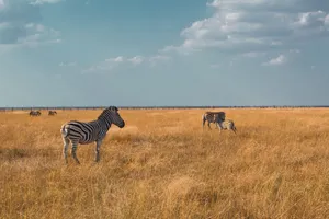 Zebras roam freely across the African savanna, captured under a beautiful cloudy sky during the day. jigsaw puzzle