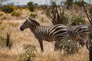 Zebra standing in the savanna, showcasing striking black and white stripes. Perfect wildlife photography capture. jigsaw puzzle