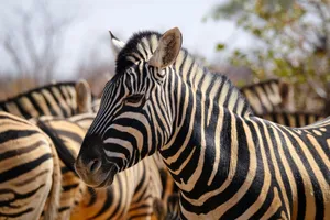 A detailed close-up of a zebra among a group of zebras in their natural habitat. jigsaw puzzle