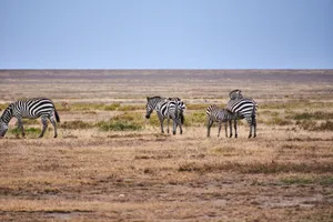 A herd of zebras grazing in the open savanna, depicting wildlife in Africa. jigsaw puzzle