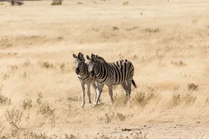 Two zebras standing in the expansive African savanna, captured in a warm summer setting. jigsaw puzzle