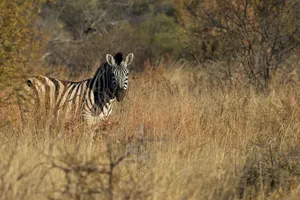 Close-up of a zebra in tall grass in Hammanskraal, South Africa. jigsaw puzzle