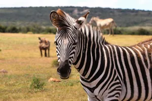 Zebra in a South African savanna with blurred background wildlife. jigsaw puzzle
