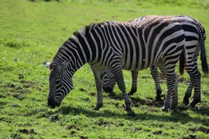 A serene scene of zebras grazing in a lush green grassland during the day. jigsaw puzzle