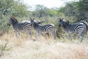 A herd of zebras with distinctive stripes standing in the grassy savanna. jigsaw puzzle