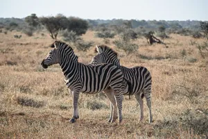 A pair of zebras in the African savannah, showcasing wildlife and natural habitats. jigsaw puzzle