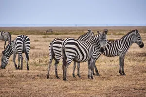 Group of zebras peacefully grazing in an open grassland savannah during daytime. jigsaw puzzle