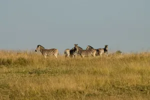 A group of zebras stands in the grassy savanna under a clear blue sky, showcasing their distinctive stripes. jigsaw puzzle
