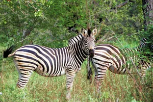A stunning capture of zebras in their natural habitat, surrounded by lush greenery. jigsaw puzzle