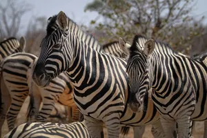 A herd of zebras standing and grazing in the African savannah under daylight. jigsaw puzzle