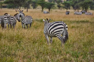 A peaceful group of zebras standing and grazing on the grassy African savanna. jigsaw puzzle