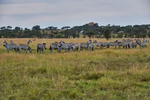 A serene scene of zebras grazing in a vast African savannah, showcasing wildlife harmony. jigsaw puzzle