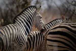 Close-up photo capturing zebras in their natural habitat, showcasing striking patterns. jigsaw puzzle