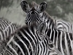 Detailed close-up image of zebras in a natural habitat showcasing distinctive stripes. jigsaw puzzle
