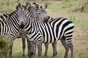 A group of zebras standing closely together in an African savannah setting, showcasing their striking black and white stripes. jigsaw puzzle