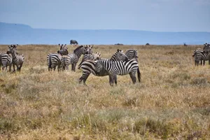 A herd of zebras grazing peacefully on the African savanna under a clear blue sky. jigsaw puzzle