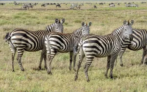 A herd of zebras grazing on the vast plains of Africa under a clear sky. jigsaw puzzle
