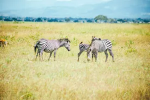 Zebras peacefully grazing in Tanzania's Mikumi National Park, showcasing the vibrant savanna landscape. jigsaw puzzle