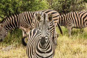 A vibrant herd of zebras grazing in the South African wilderness, showcasing natural beauty. jigsaw puzzle