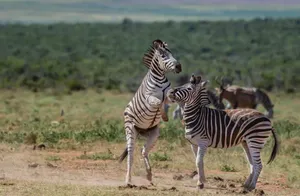 Zebras energetically playing and interacting on the African savannah, showcasing nature's vitality jigsaw puzzle