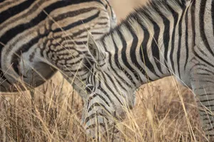 A close-up of zebras grazing in the grasslands of Pretoria, South Africa. jigsaw puzzle