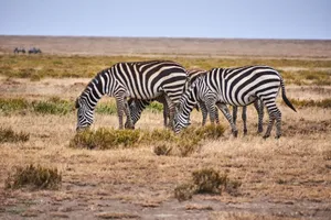 A herd of zebras grazing on the open savanna, showcasing their striking stripes and natural habitat. jigsaw puzzle