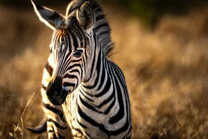 Close-up of a zebra foal in the golden grasslands of South Africa, showcasing vibrant stripes. jigsaw puzzle