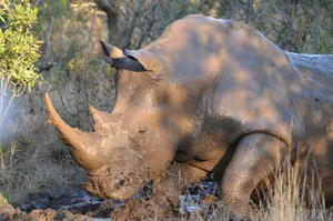 Close-up of a rhinoceros covered in mud during a safari in Skukuza, South Africa. jigsaw puzzle