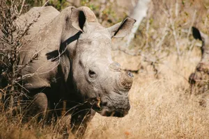 A detailed view of a white rhinoceros in the natural bushveld of South Africa. jigsaw puzzle