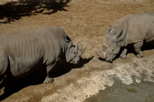 Two rhinoceroses interacting in a dry, outdoor setting, showcasing wildlife. jigsaw puzzle