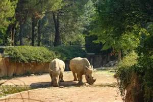 Two white rhinos in their natural habitat surrounded by greenery, enjoying a sunny day outdoors. jigsaw puzzle