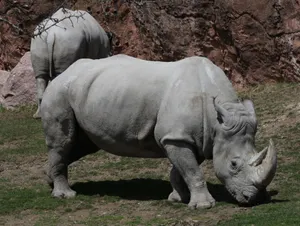 A white rhinoceros grazes peacefully with rocky backdrop in a zoo setting. jigsaw puzzle