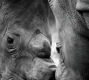 Intimate black and white close-up of two rhinos interacting, showcasing their textured skin. jigsaw puzzle