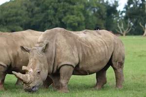 Two white rhinos grazing peacefully in a grassy field with lush trees. jigsaw puzzle