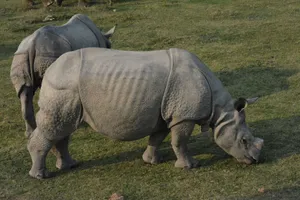Two Indian rhinoceroses grazing in Kaziranga National Park, Assam, India. jigsaw puzzle