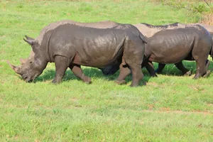 Three rhinos grazing in the lush grasslands of South Africa, showcasing wildlife. jigsaw puzzle