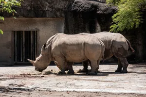 Two white rhinos eating in a zoo enclosure at Taipei, Taiwan. jigsaw puzzle