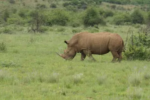 A rhinoceros grazing in a lush, green African landscape, embodying wildlife and nature. jigsaw puzzle