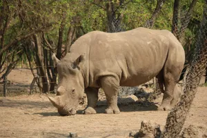 A detailed view of an endangered rhinoceros grazing in its natural habitat, showcasing majestic wildlife. jigsaw puzzle