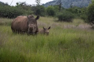 A mother rhinoceros and her calf grazing in the lush green savanna. jigsaw puzzle