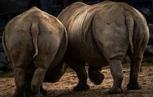 A detailed view of two rhinoceroses walking away, showcasing their massive builds and textured skin. jigsaw puzzle