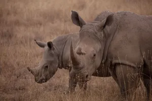 Two rhinos in the Kenyan savannah, captured in natural habitat on safari. jigsaw puzzle