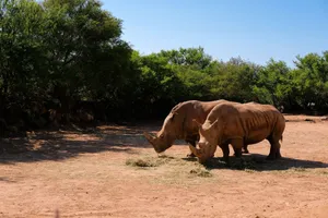 Two rhinoceroses grazing in an open field setting surrounded by greenery. jigsaw puzzle